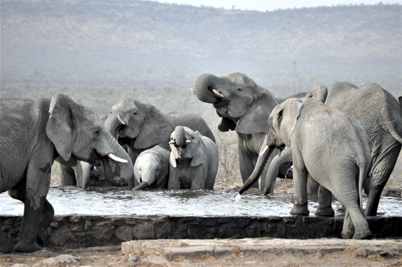 Elephants viewed on safari in the Madikwe Game Reserve