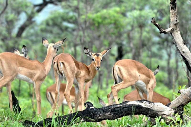 Impala viewed on safari in the Madikwe Game Reserve