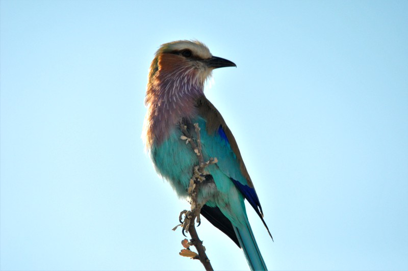 A Lilac-breasted Roller viewed on safari in the Madikwe Game Reserve
