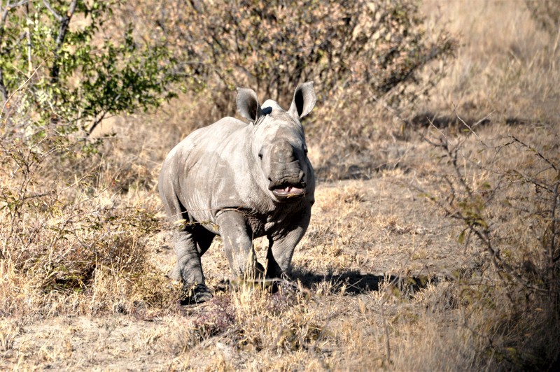 White Rhino calf in the Madikwe Game Reserve